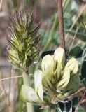 Hedysarum grandiflorum. Соцветия (цветущее и в бутонах). Белгородская обл., Новооскольский р-н, \"Стенки Изгорья\", меловые обнажения. 04.05.2009.