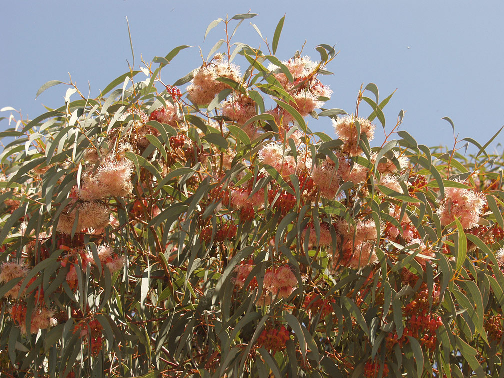 Image of Eucalyptus torquata specimen.