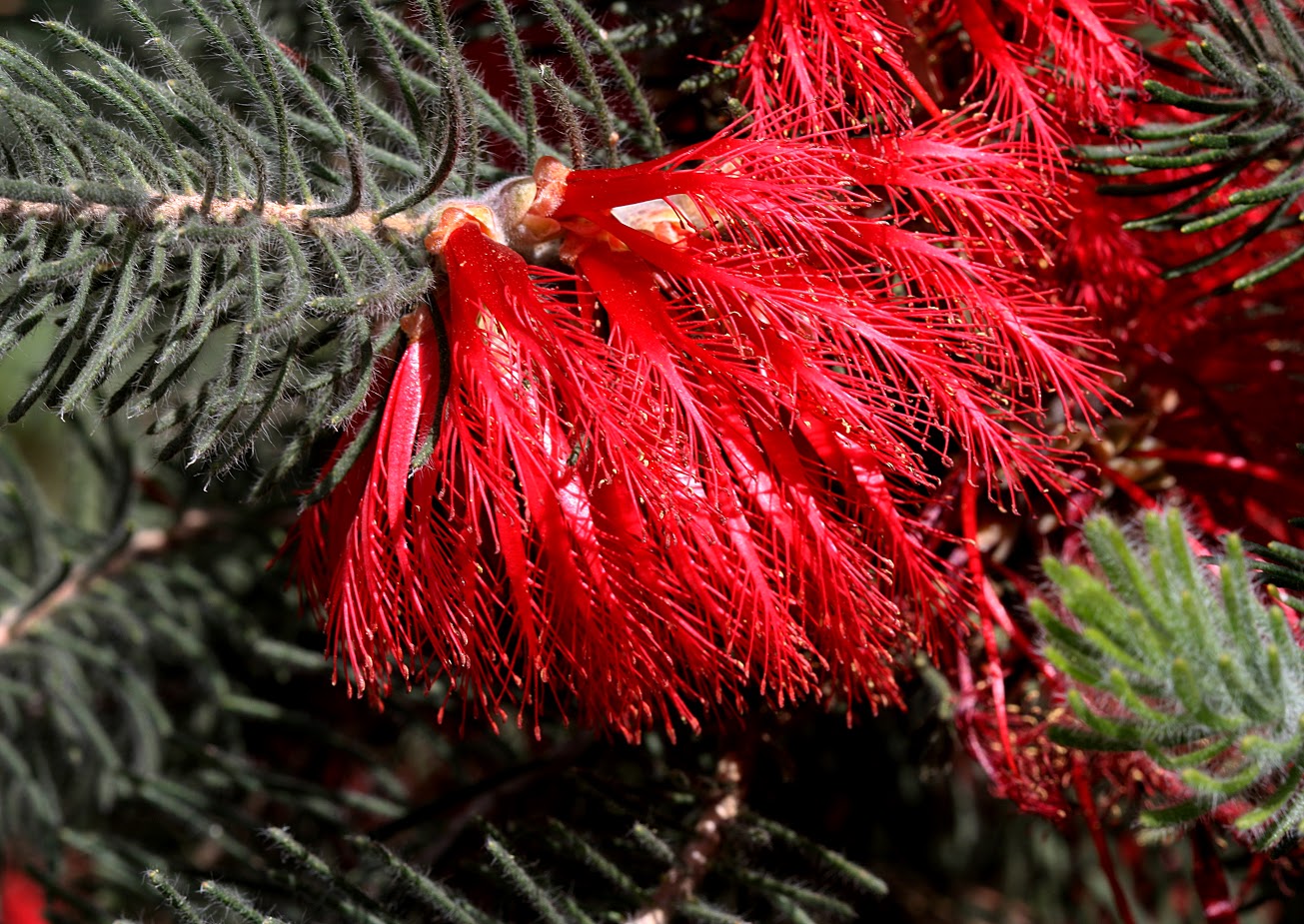 Изображение особи Calothamnus villosus.