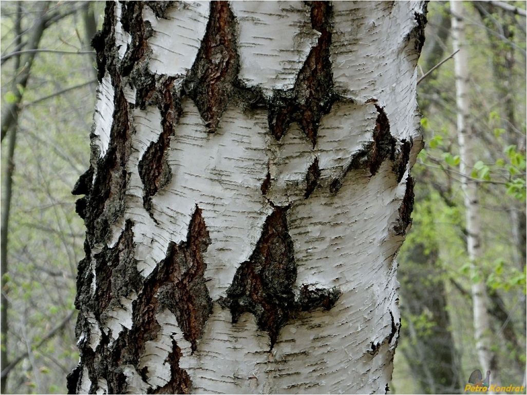 Image of genus Betula specimen.