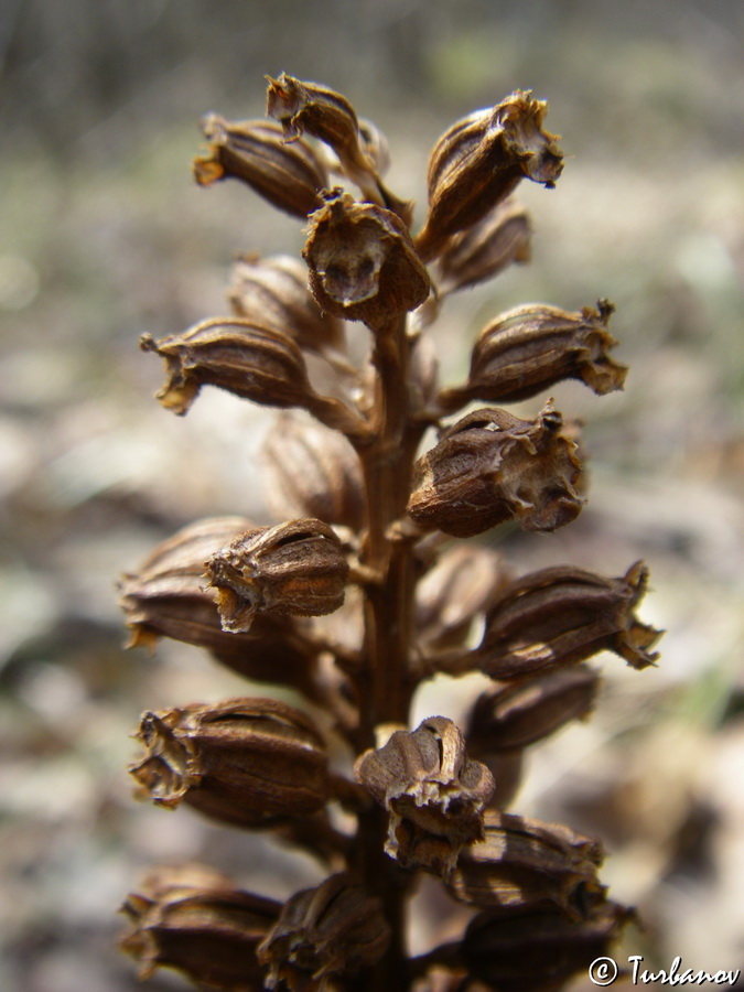 Image of Neottia nidus-avis specimen.