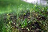 Draba nemorosa