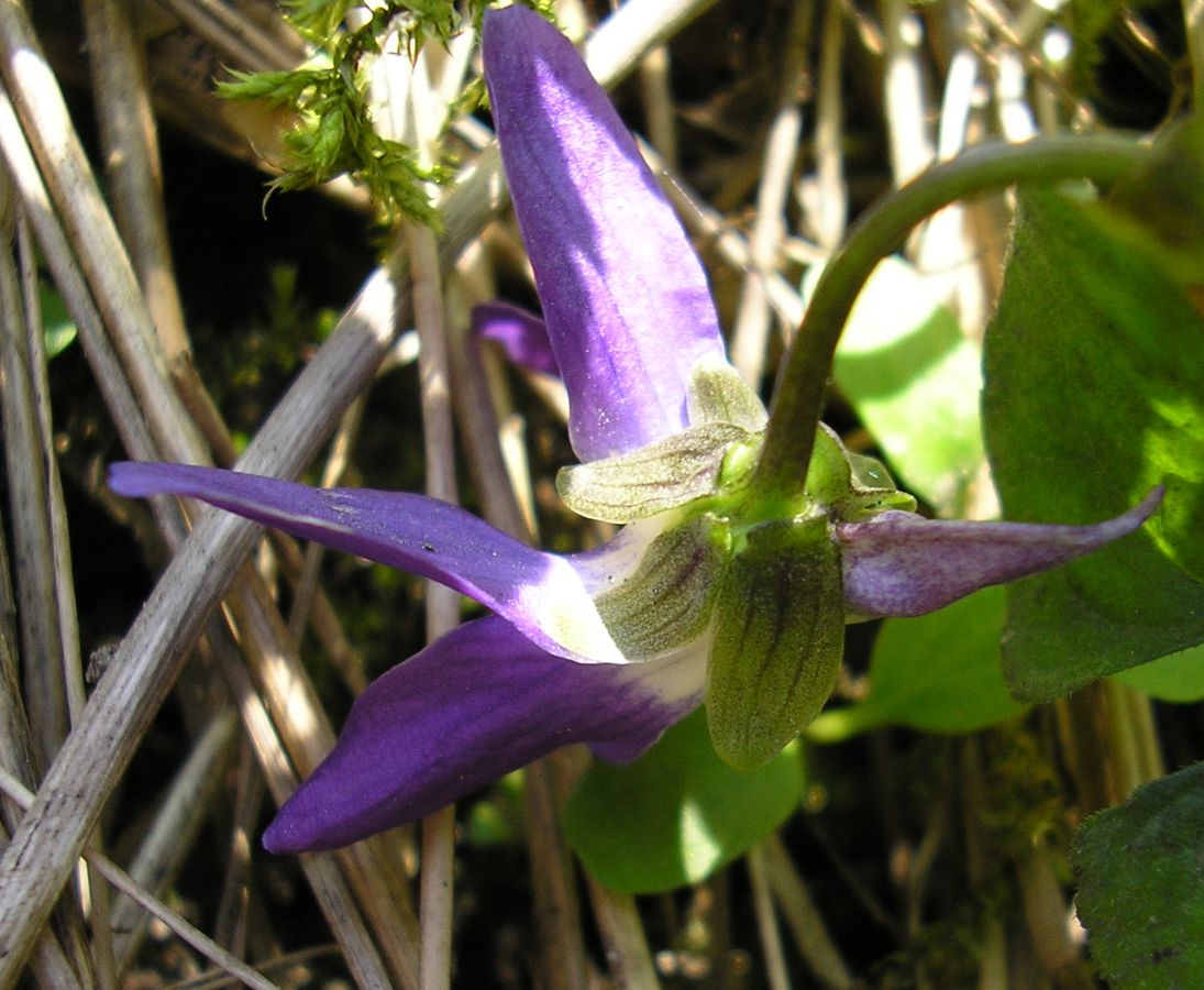 Image of Viola suavis specimen.