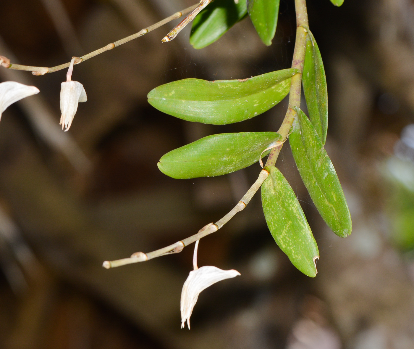 Image of Dendrobium crumenatum specimen.