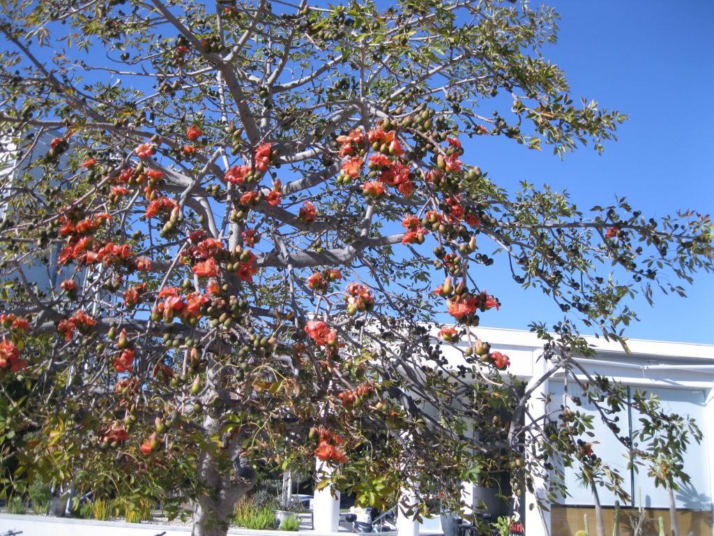 Image of Bombax ceiba specimen.