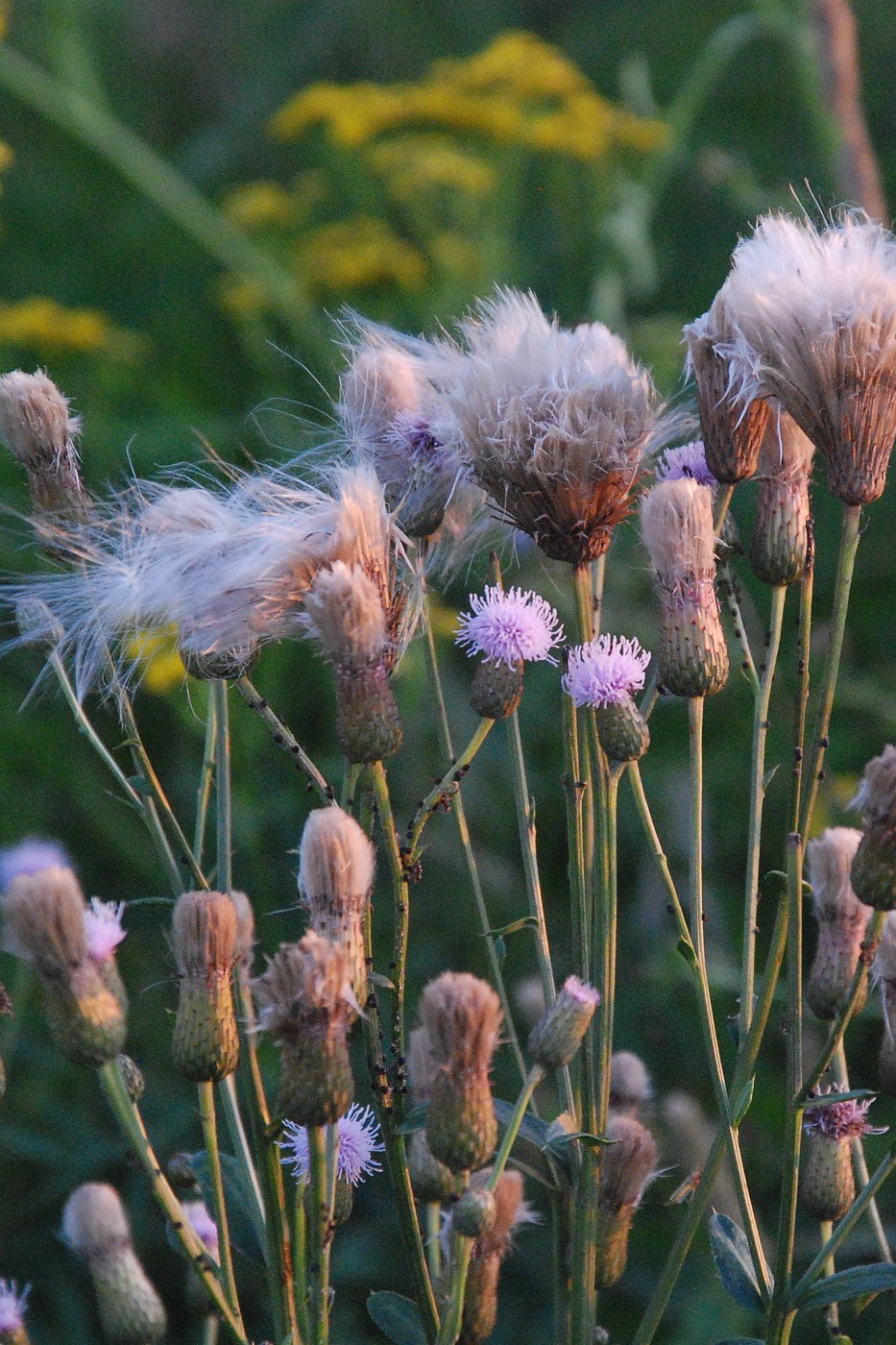 Изображение особи Cirsium setosum.