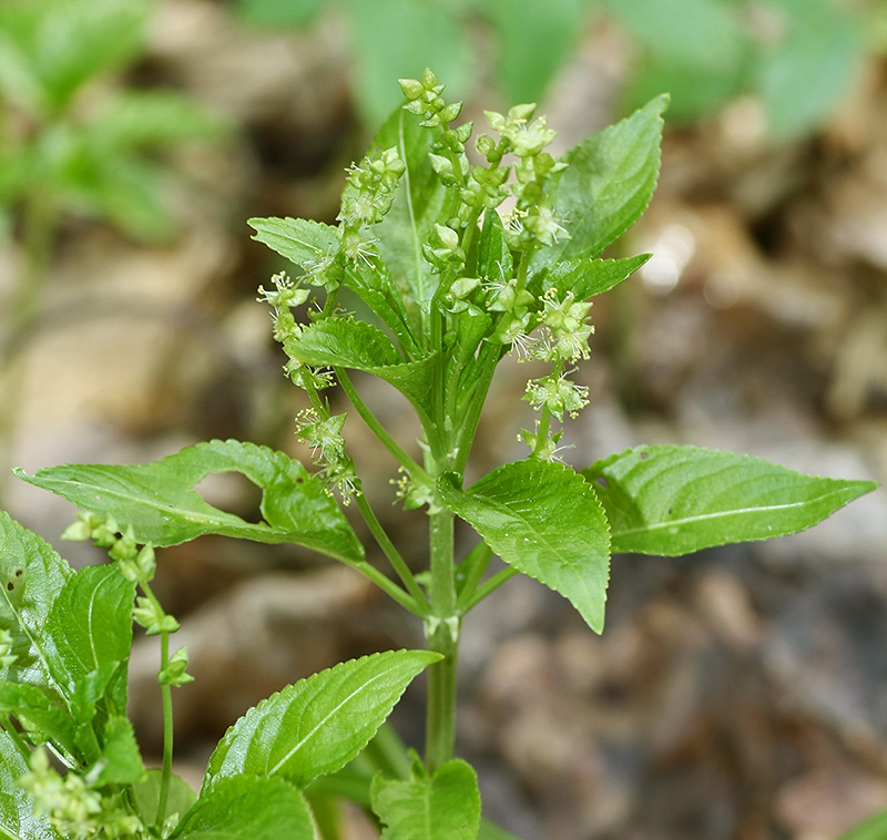 Image of Mercurialis perennis specimen.