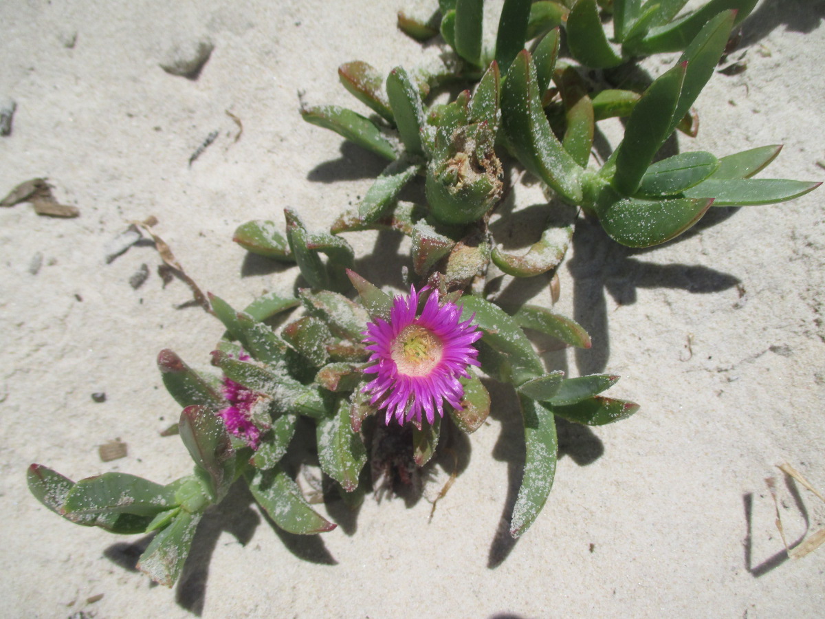 Image of Carpobrotus glaucescens specimen.