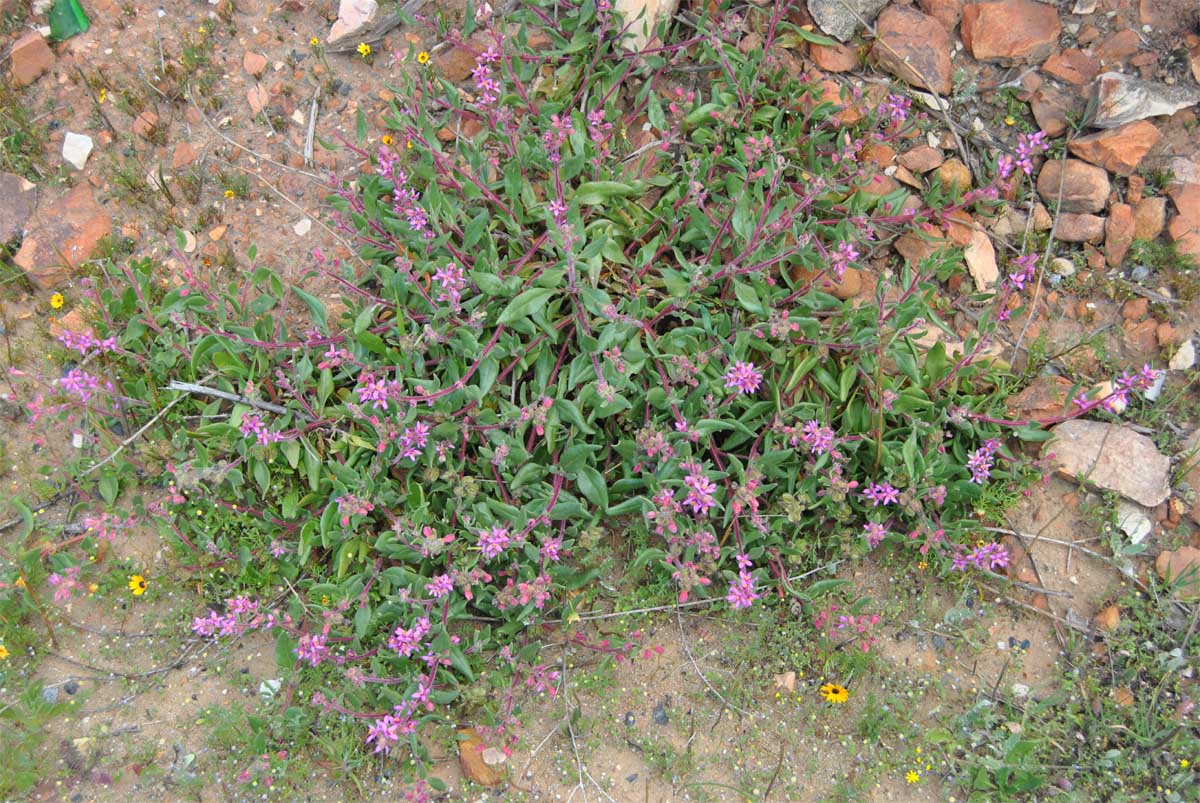 Image of Tetragonia rosea specimen.