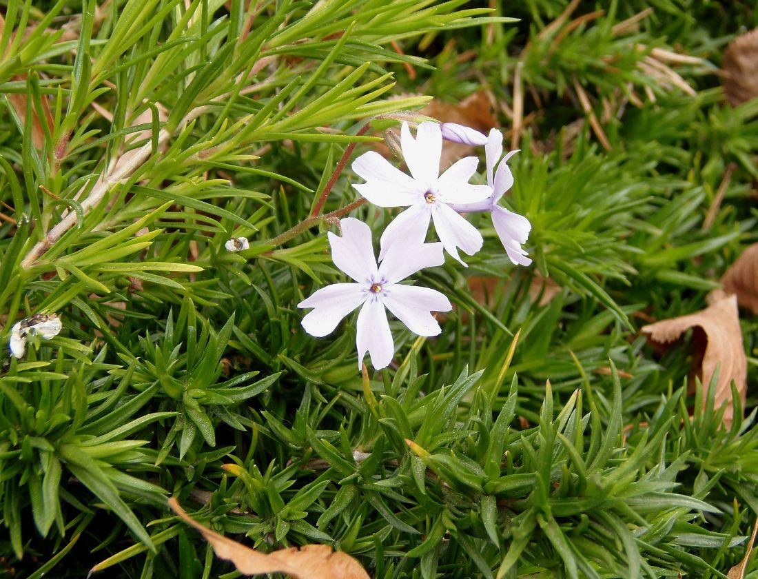 Image of Phlox subulata specimen.