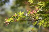 Acer palmatum