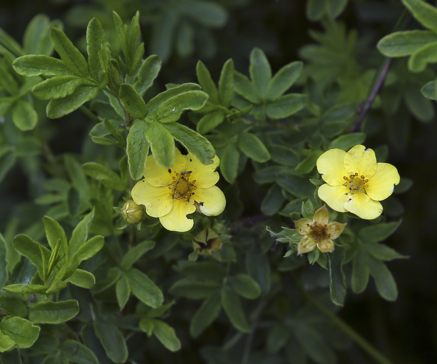 Image of Dasiphora fruticosa specimen.