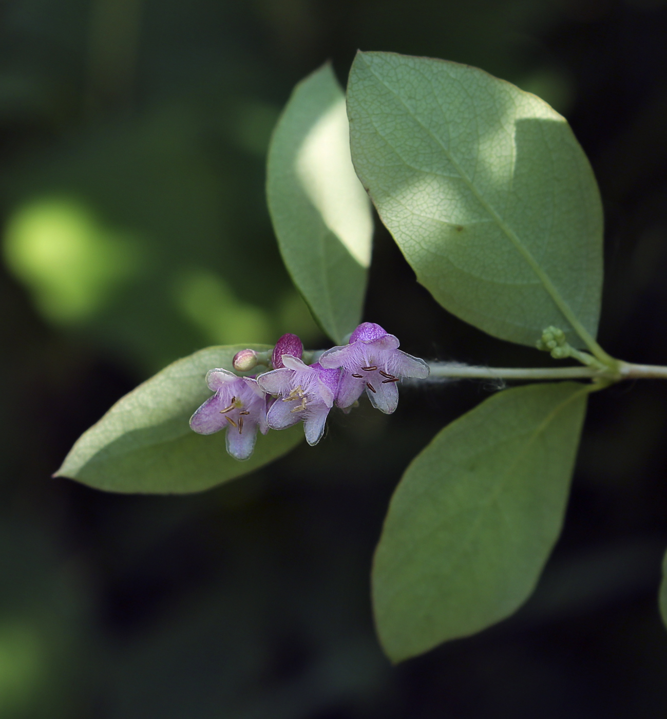 Image of Symphoricarpos albus var. laevigatus specimen.