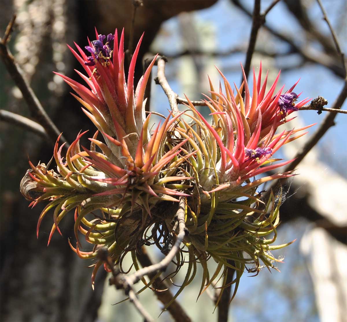 Image of Tillandsia ionantha specimen.