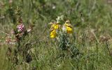 Phlomoides speciosa