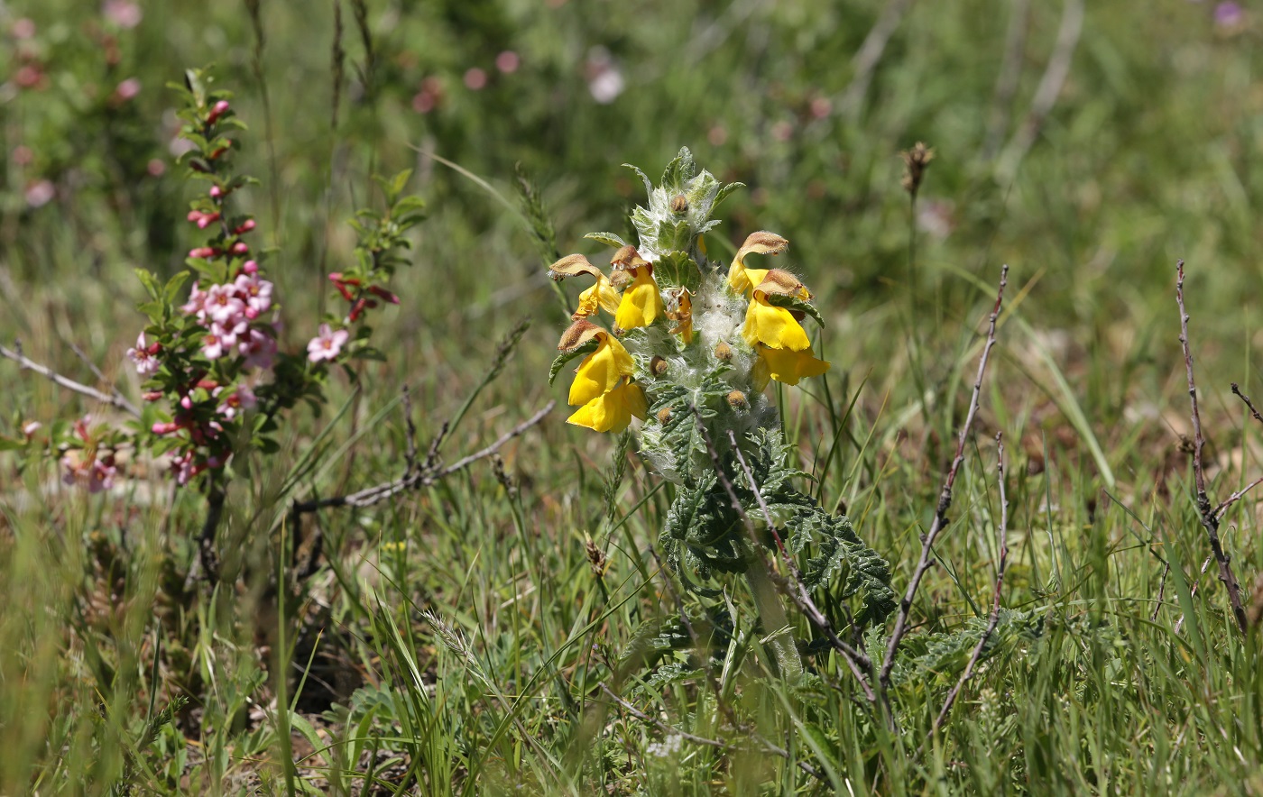 Image of Phlomoides speciosa specimen.