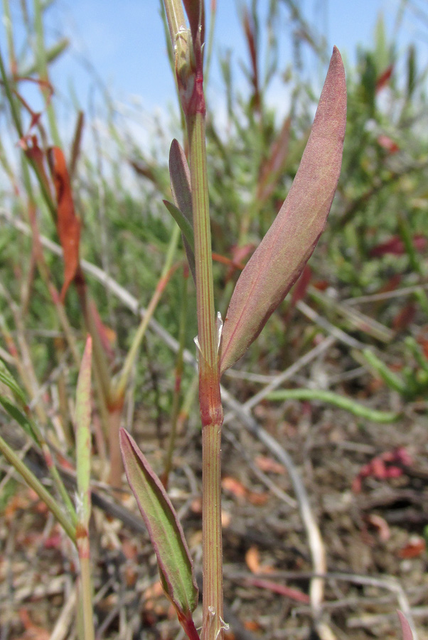 Image of Polygonum pulchellum specimen.