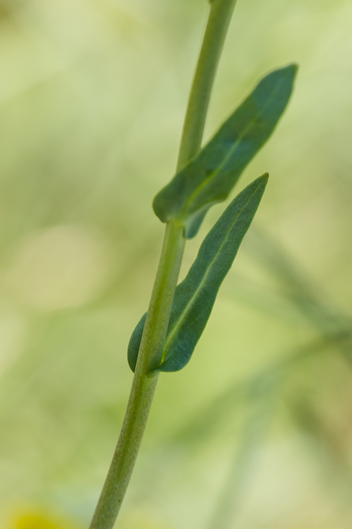 Image of Isatis campestris specimen.