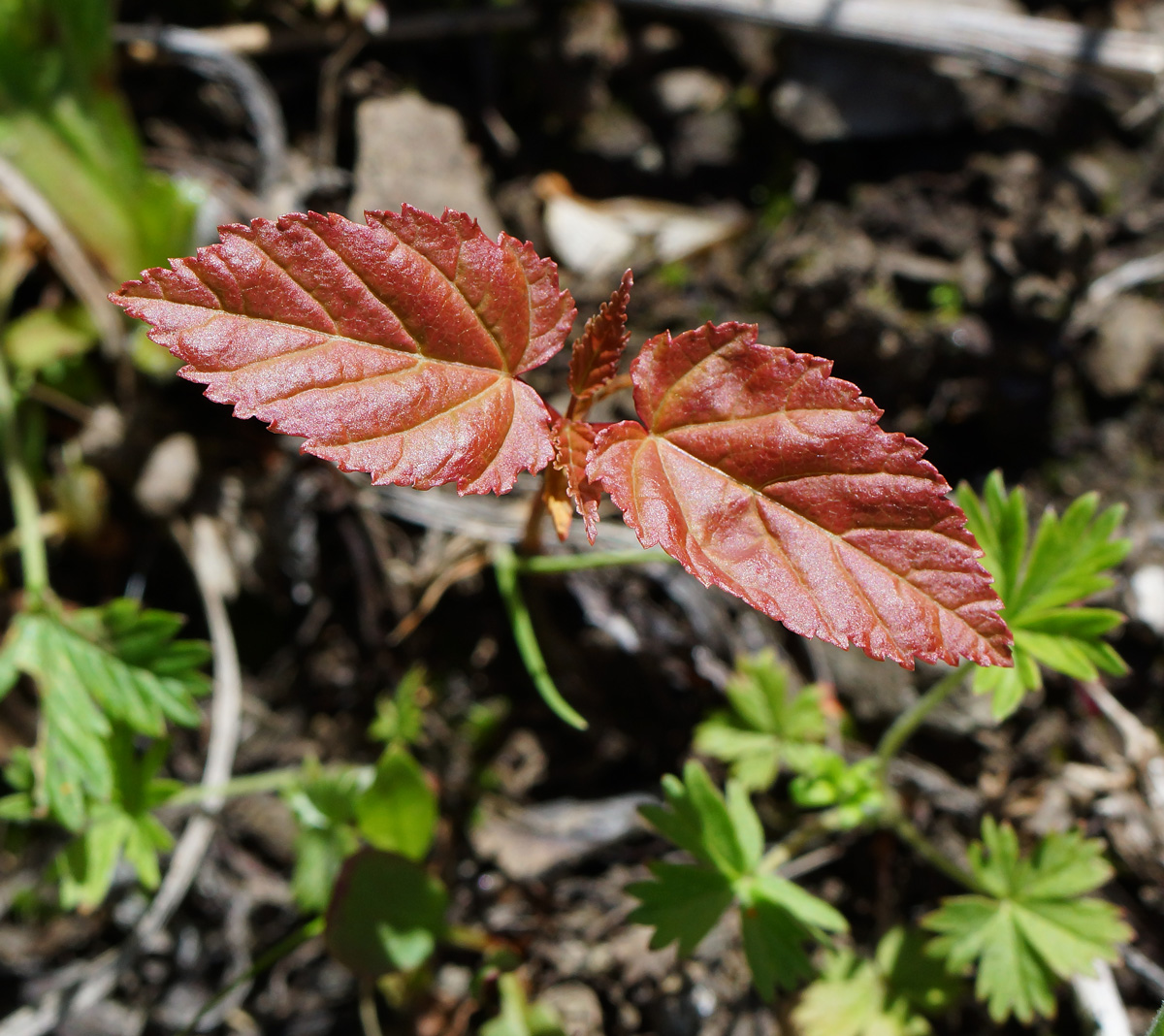 Image of Acer tataricum specimen.