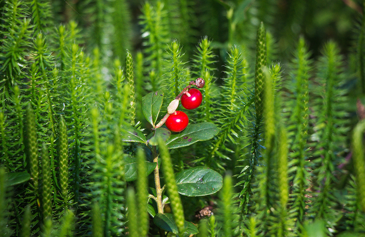 Image of Vaccinium vitis-idaea specimen.