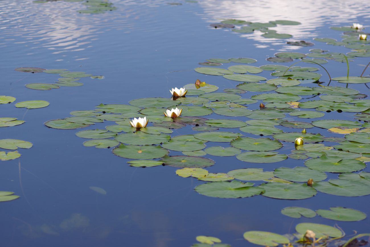 Изображение особи Nymphaea candida.