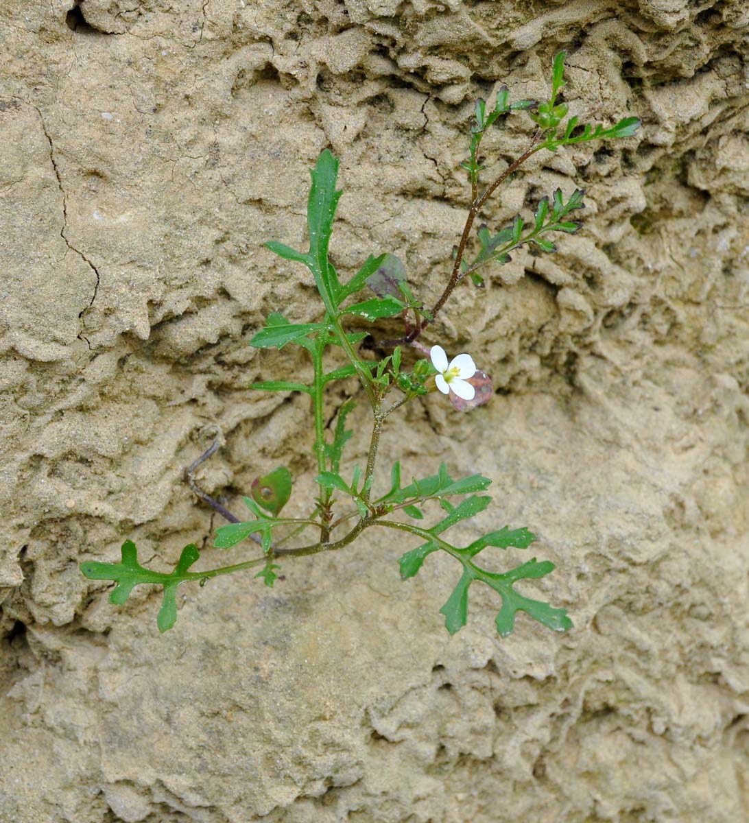 Image of Didesmus aegyptius specimen.