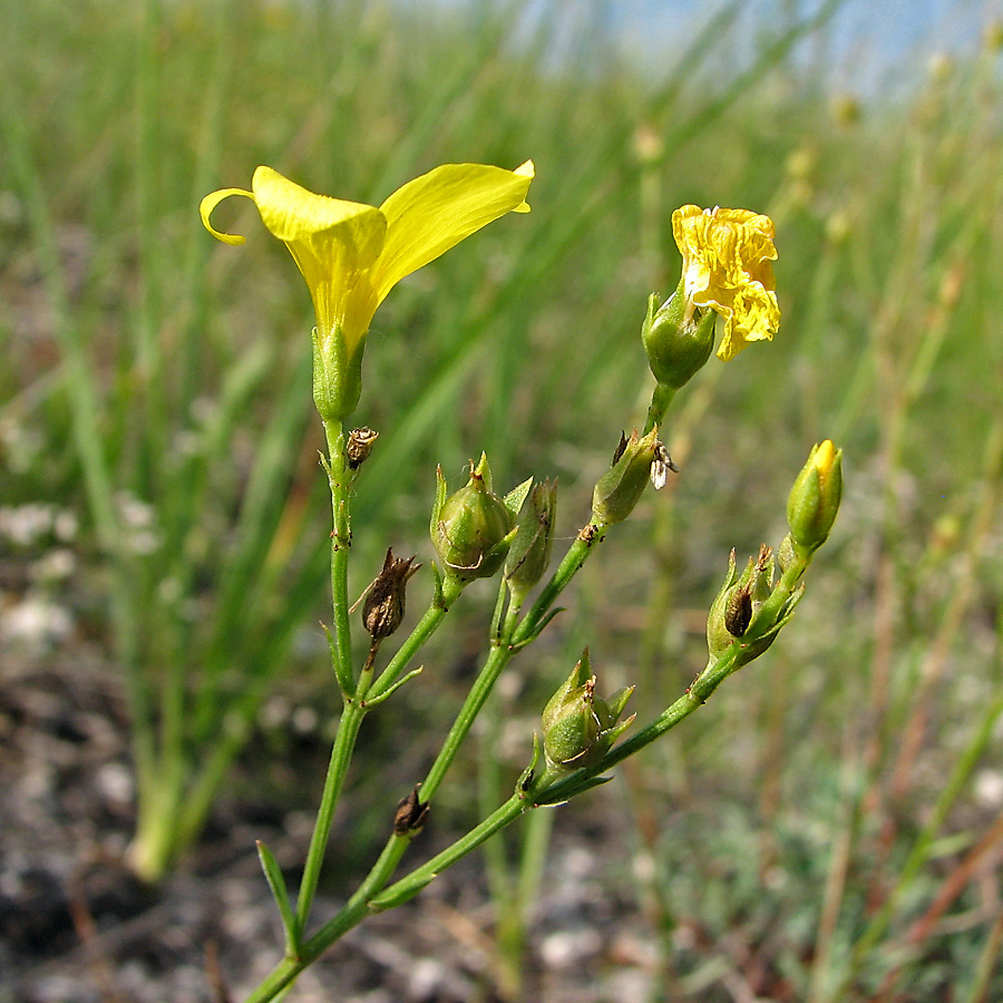 Изображение особи Linum ucranicum.