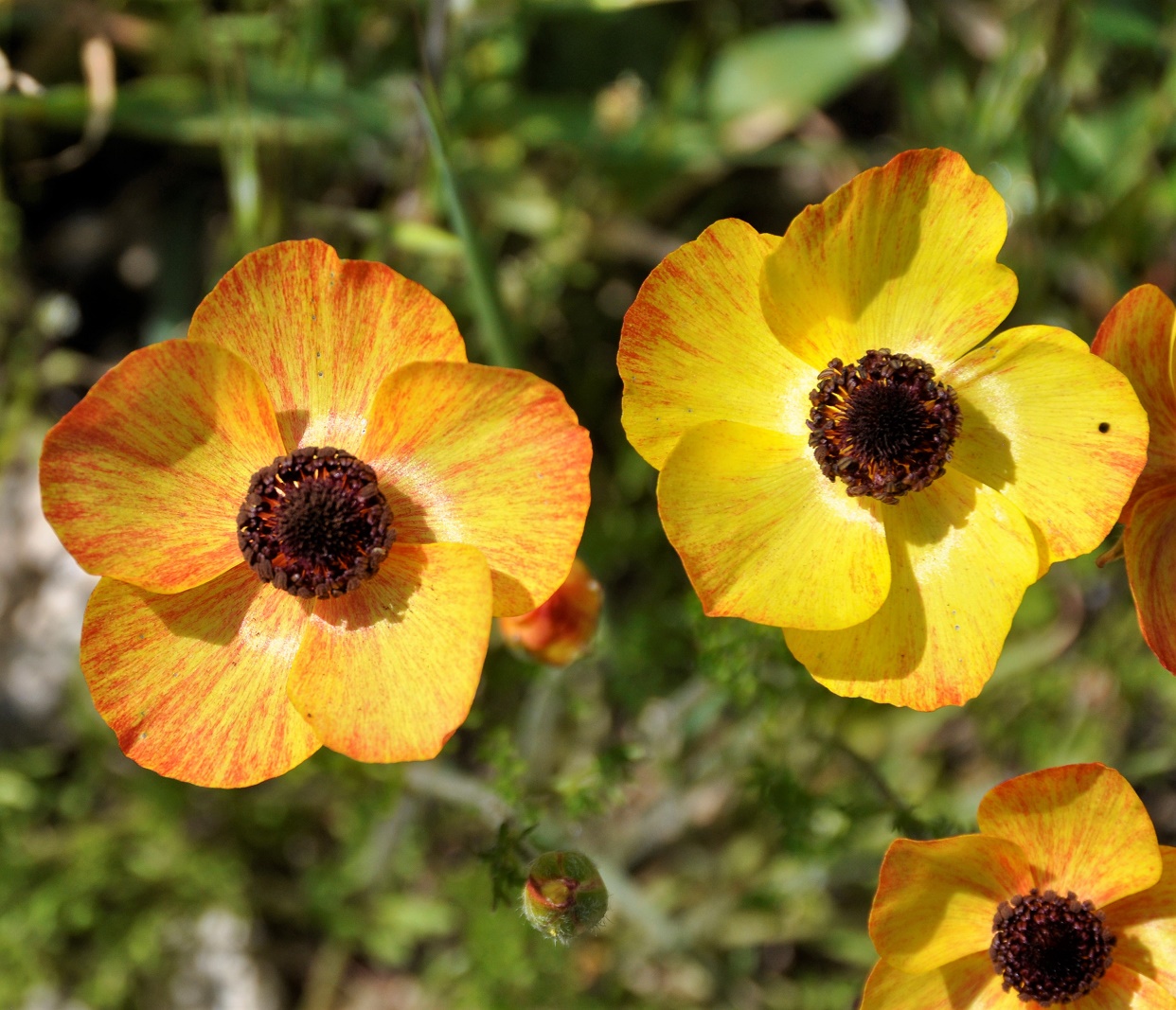 Image of Ranunculus asiaticus specimen.