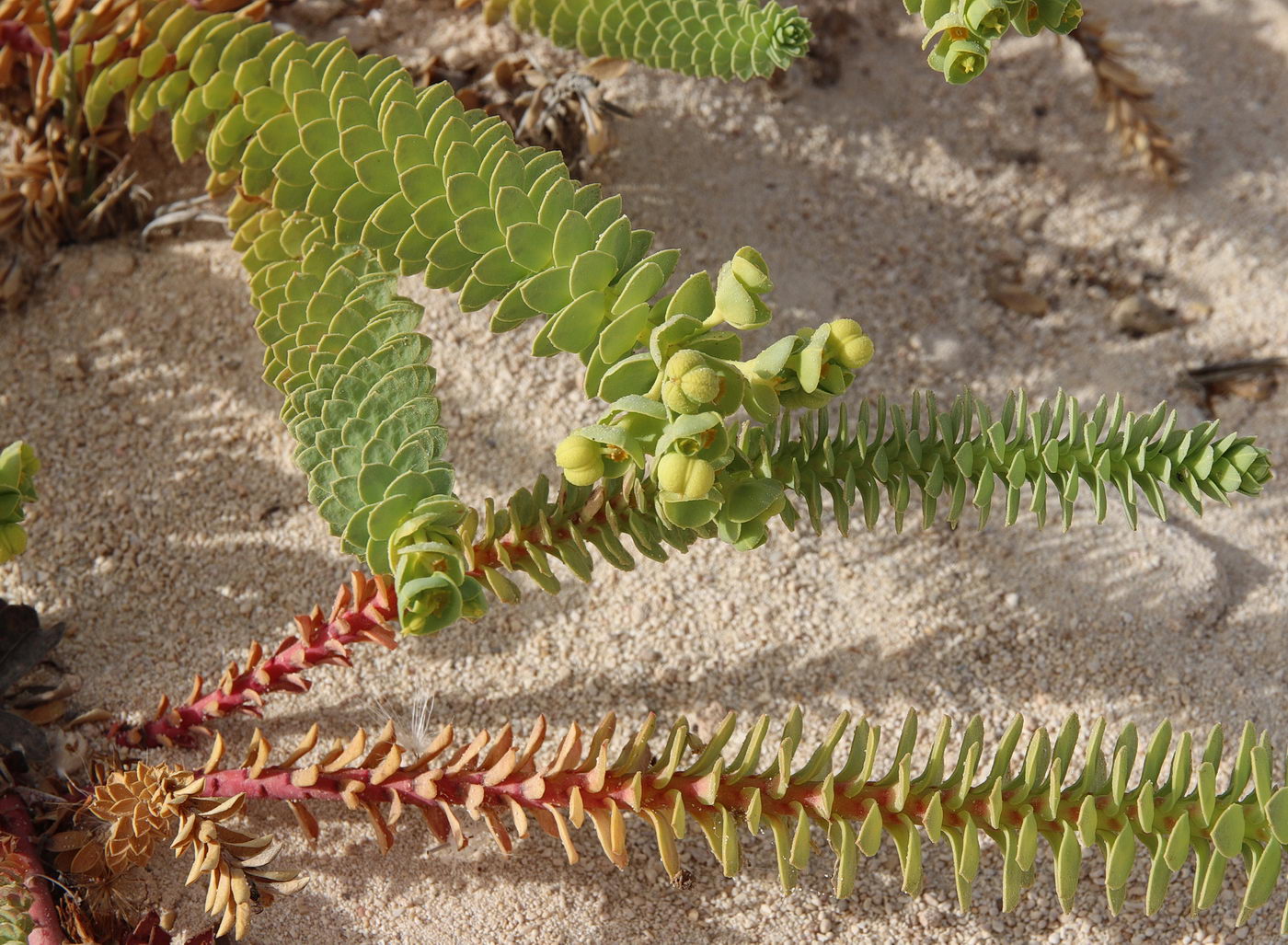 Изображение особи Euphorbia paralias.