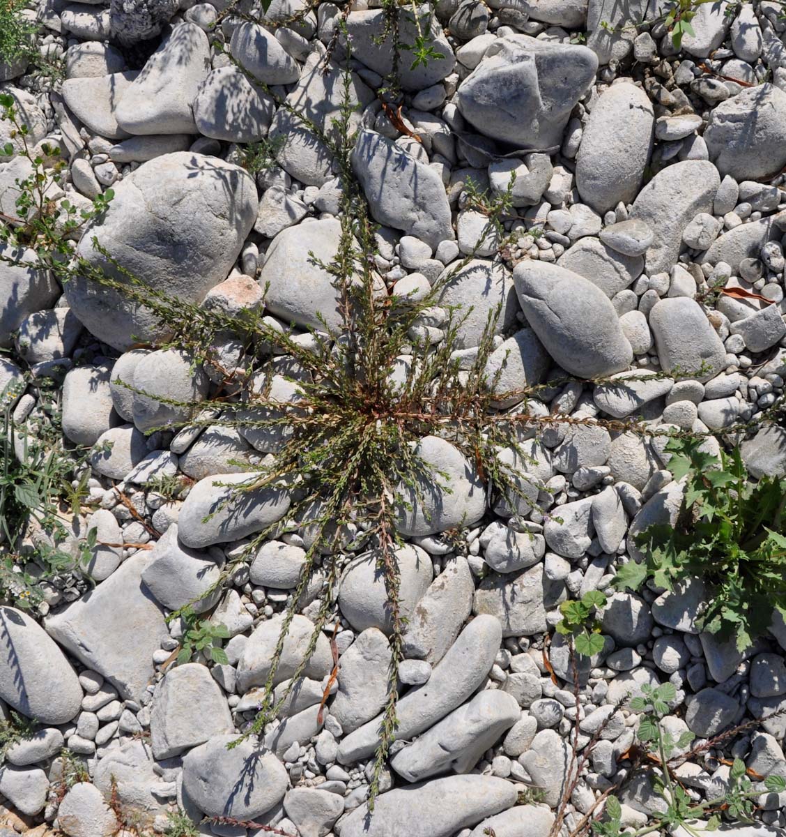 Image of Lythrum hyssopifolia specimen.