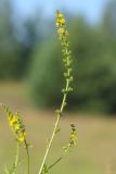 Agrimonia pilosa