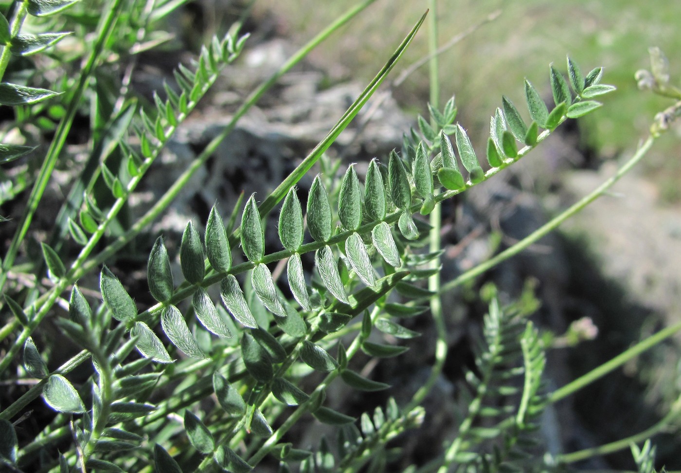 Image of Oxytropis dasypoda specimen.