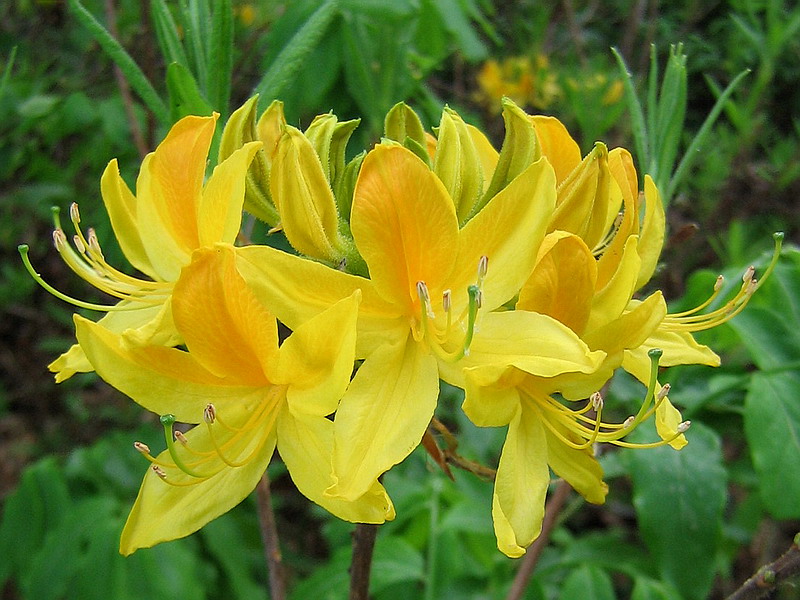 Image of Rhododendron luteum specimen.