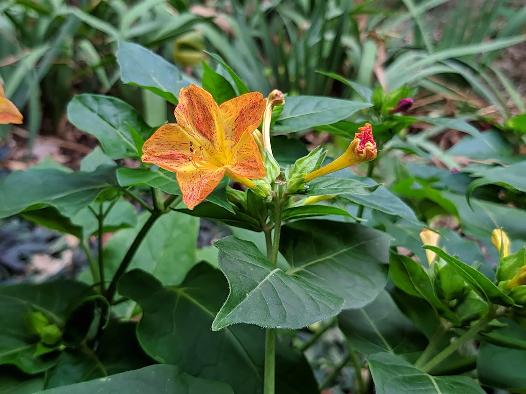 Image of Mirabilis jalapa specimen.