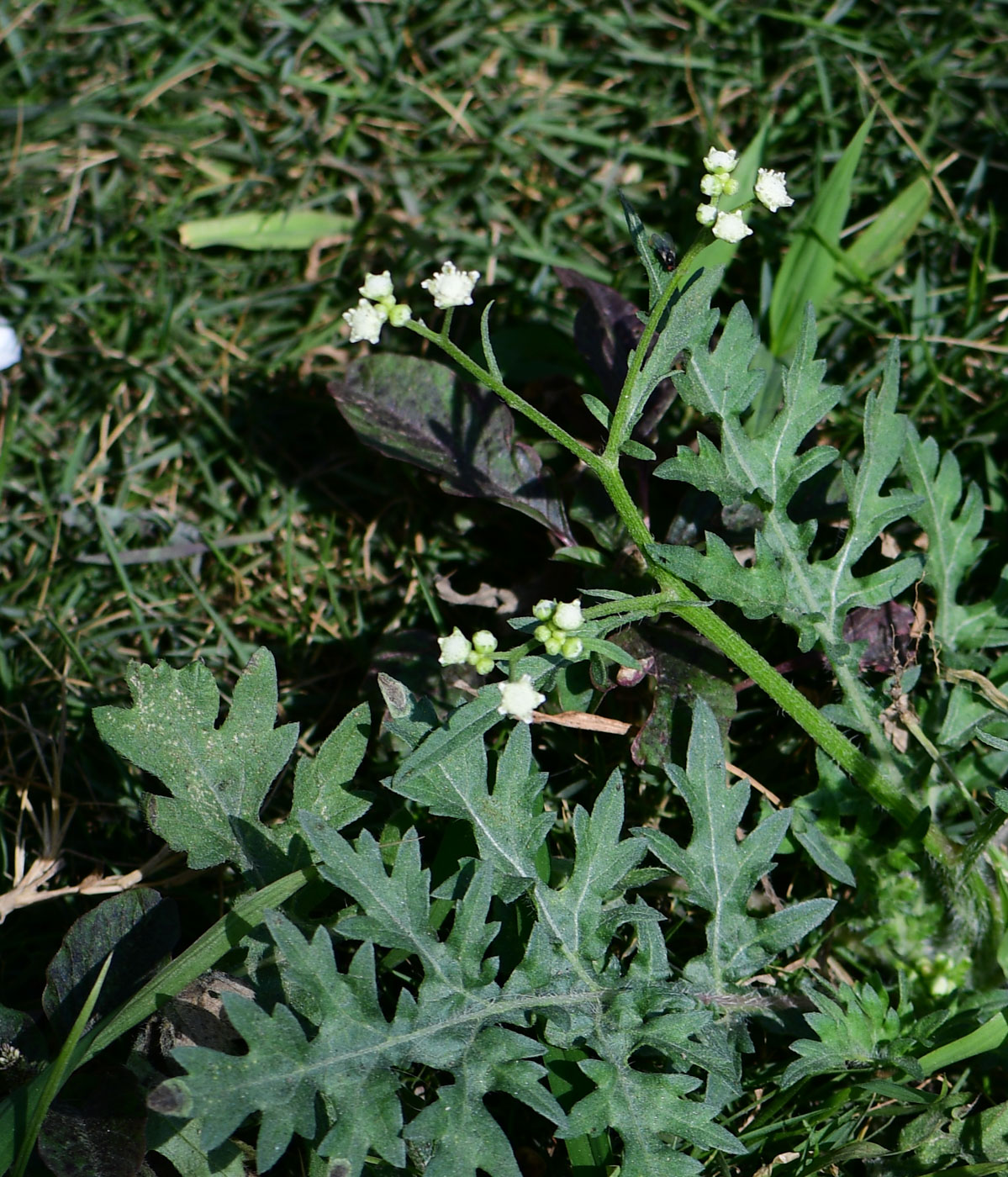 Изображение особи Parthenium hysterophorus.