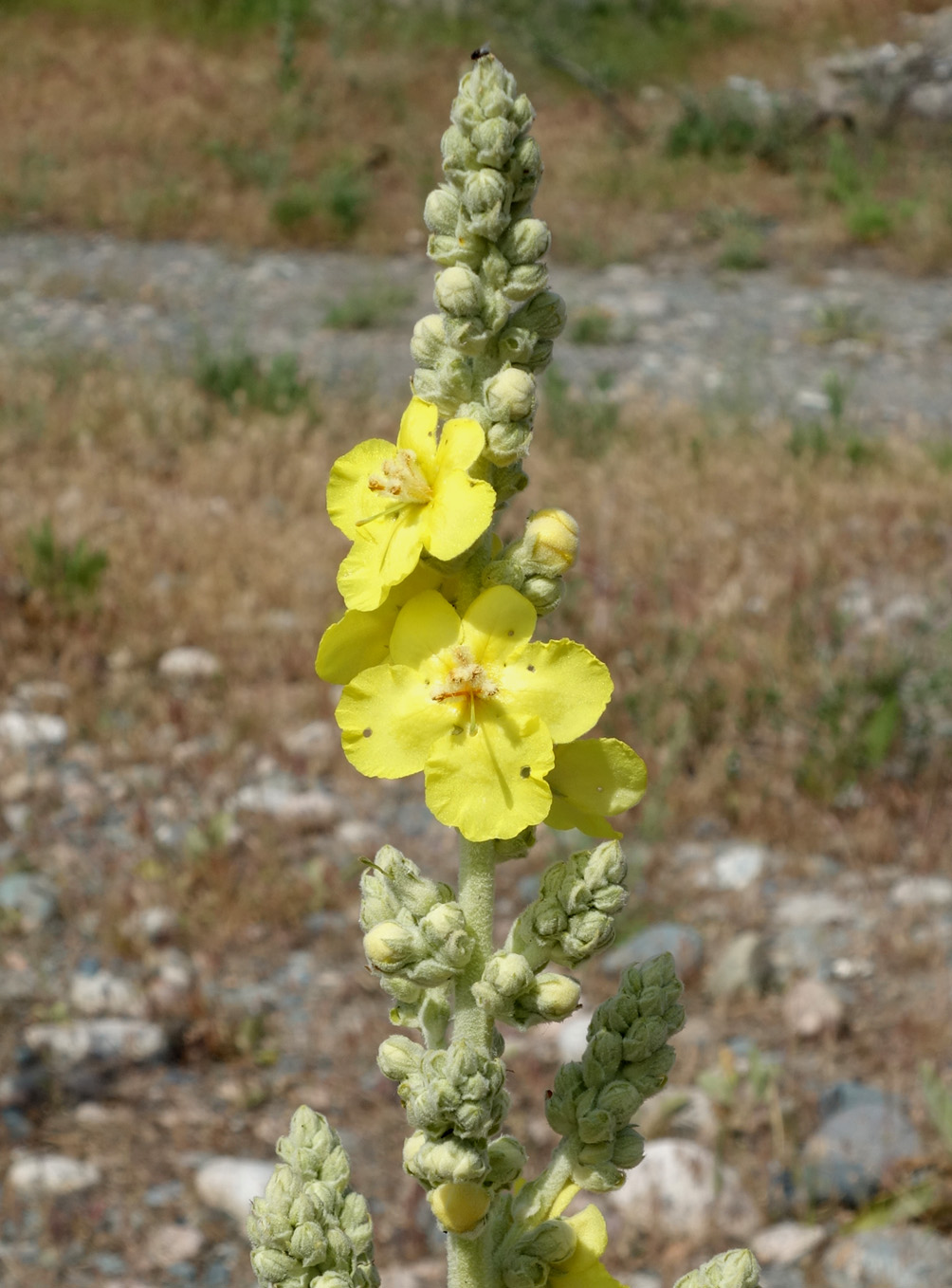 Изображение особи Verbascum songaricum.