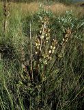 Pedicularis sceptrum-carolinum. Плодоносящее растение на сырой луговине. Кольский п-ов, Восточный Мурман, окраина пос. Дальние Зеленцы, седловина Пограничной Сопки. 24.08.2010.