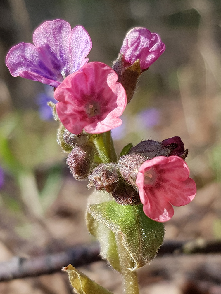 Image of Pulmonaria obscura specimen.