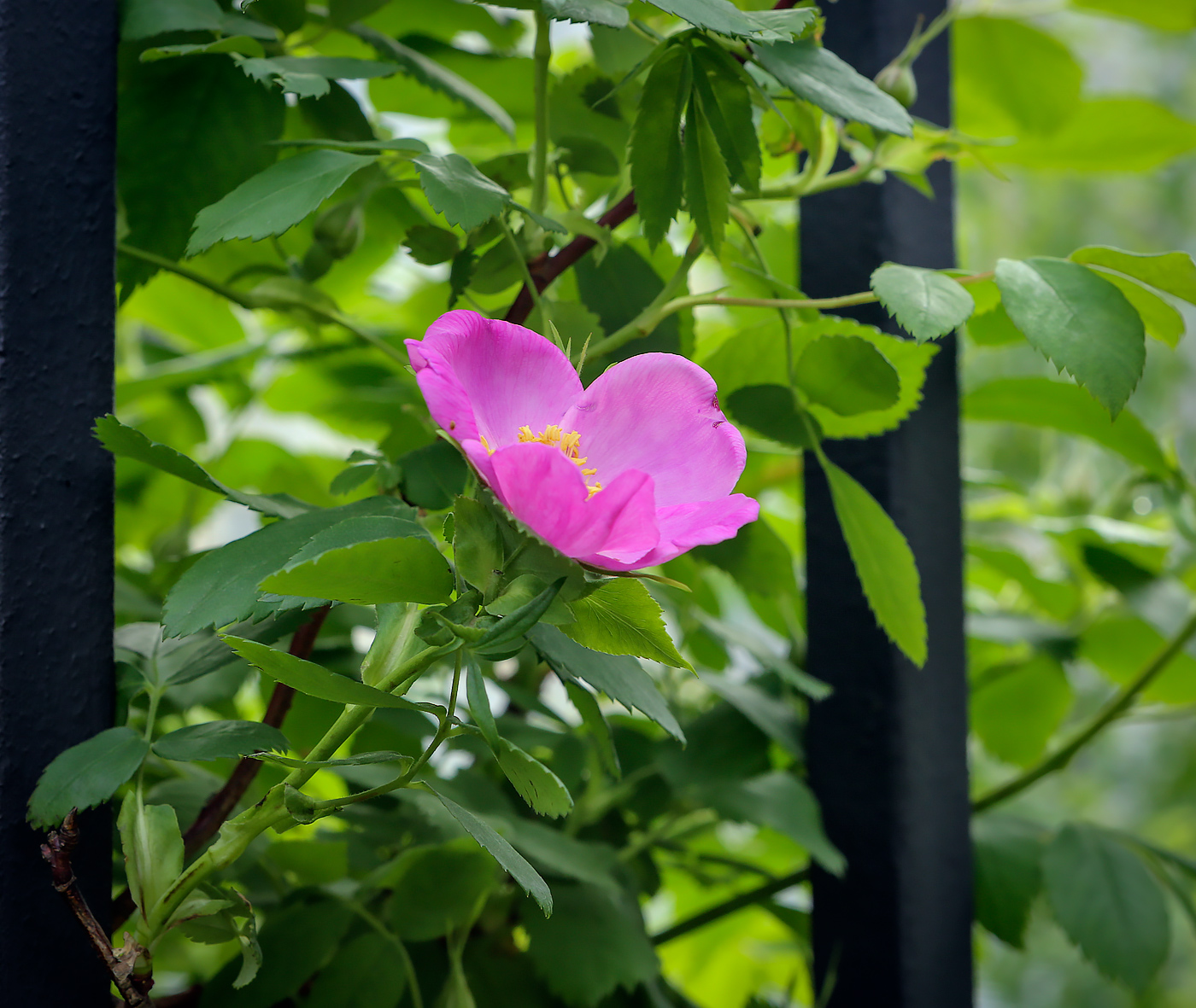 Image of Rosa rubiginosa specimen.