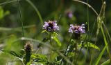 Prunella vulgaris