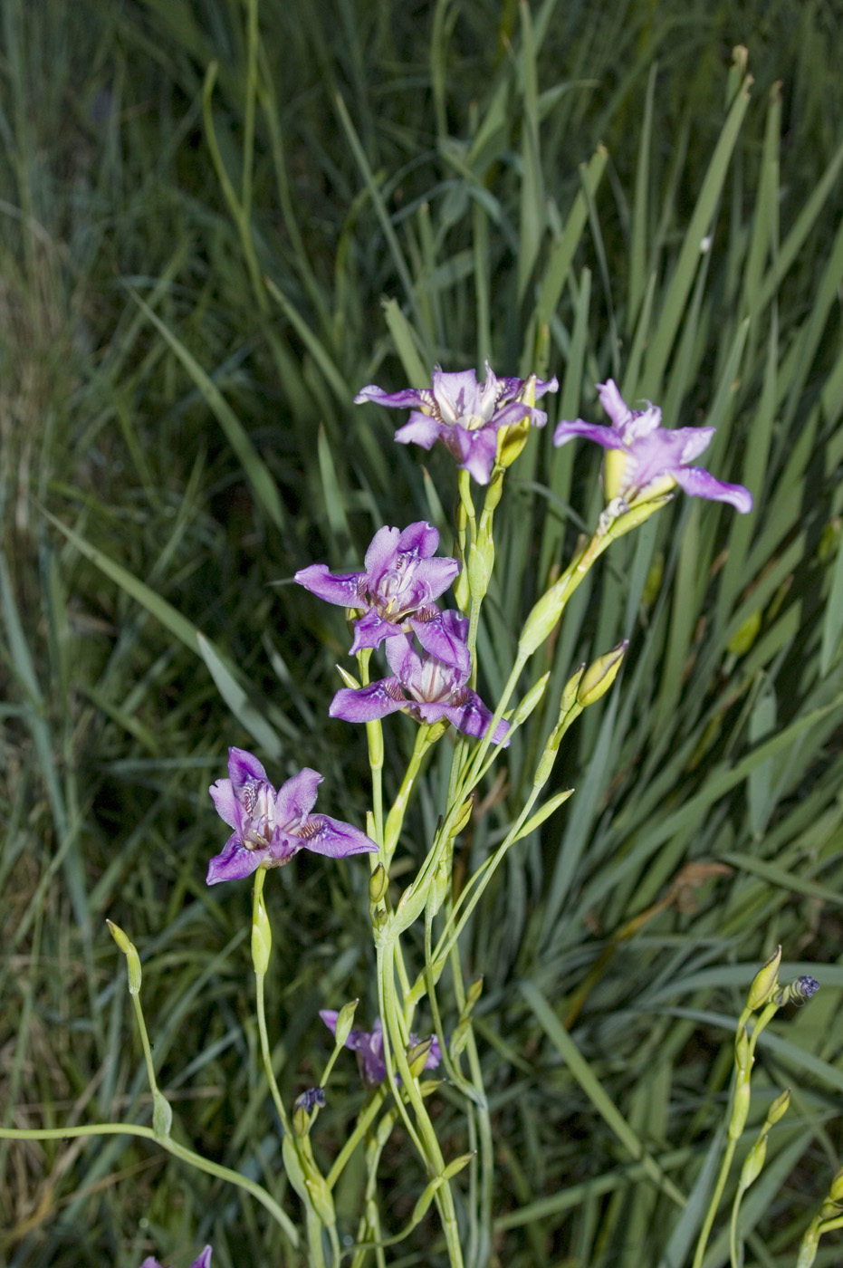 Image of Pardanthopsis dichotoma specimen.