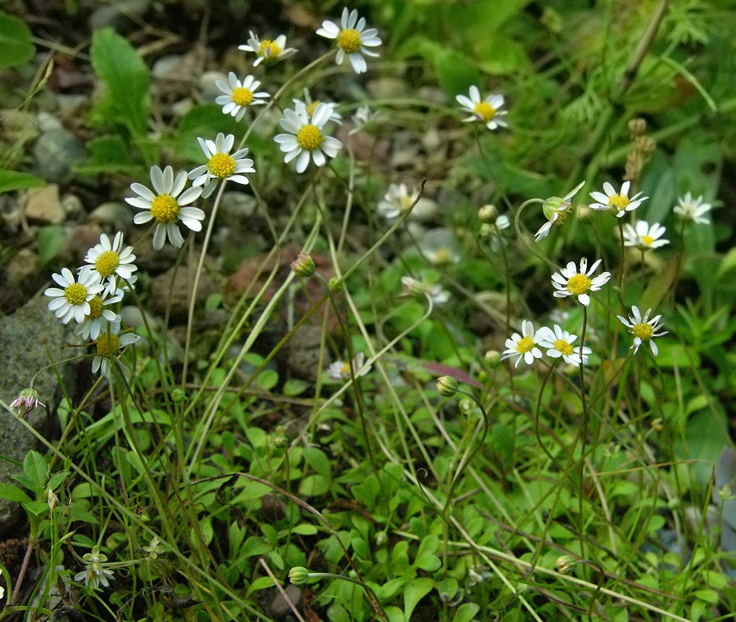 Изображение особи Bellium bellidioides.