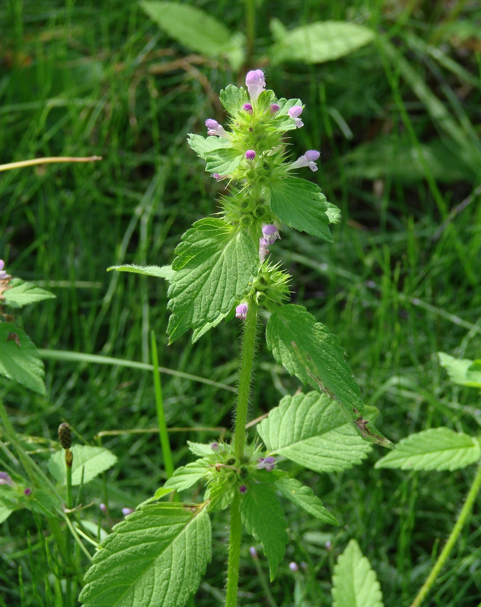 Image of Galeopsis bifida specimen.