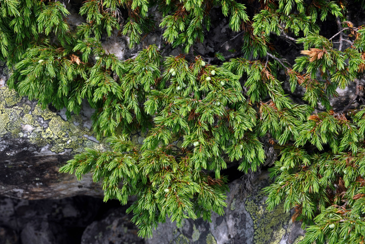 Image of Juniperus sibirica specimen.