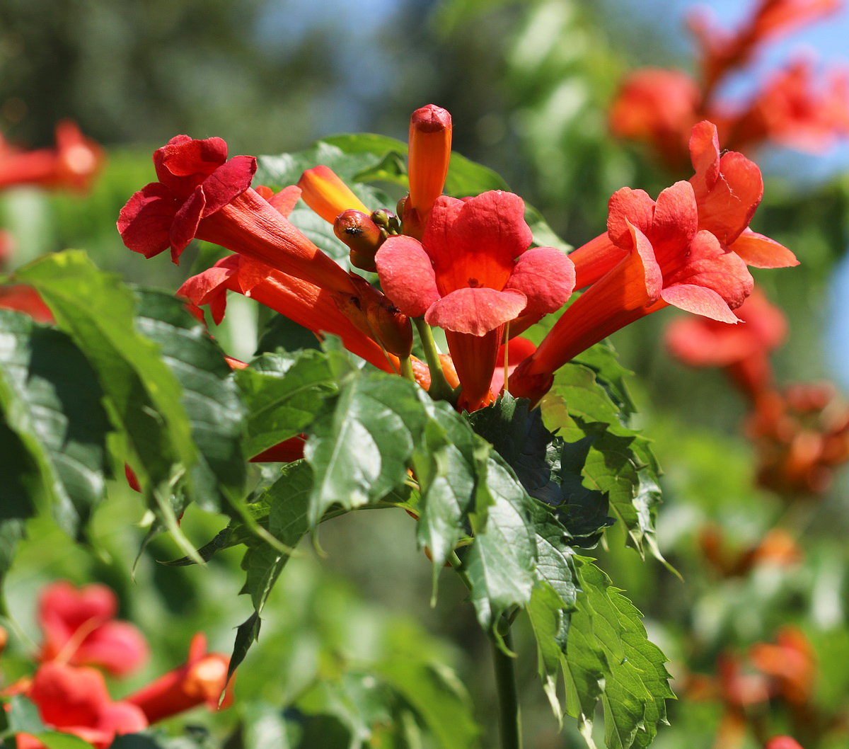 Image of Campsis radicans specimen.