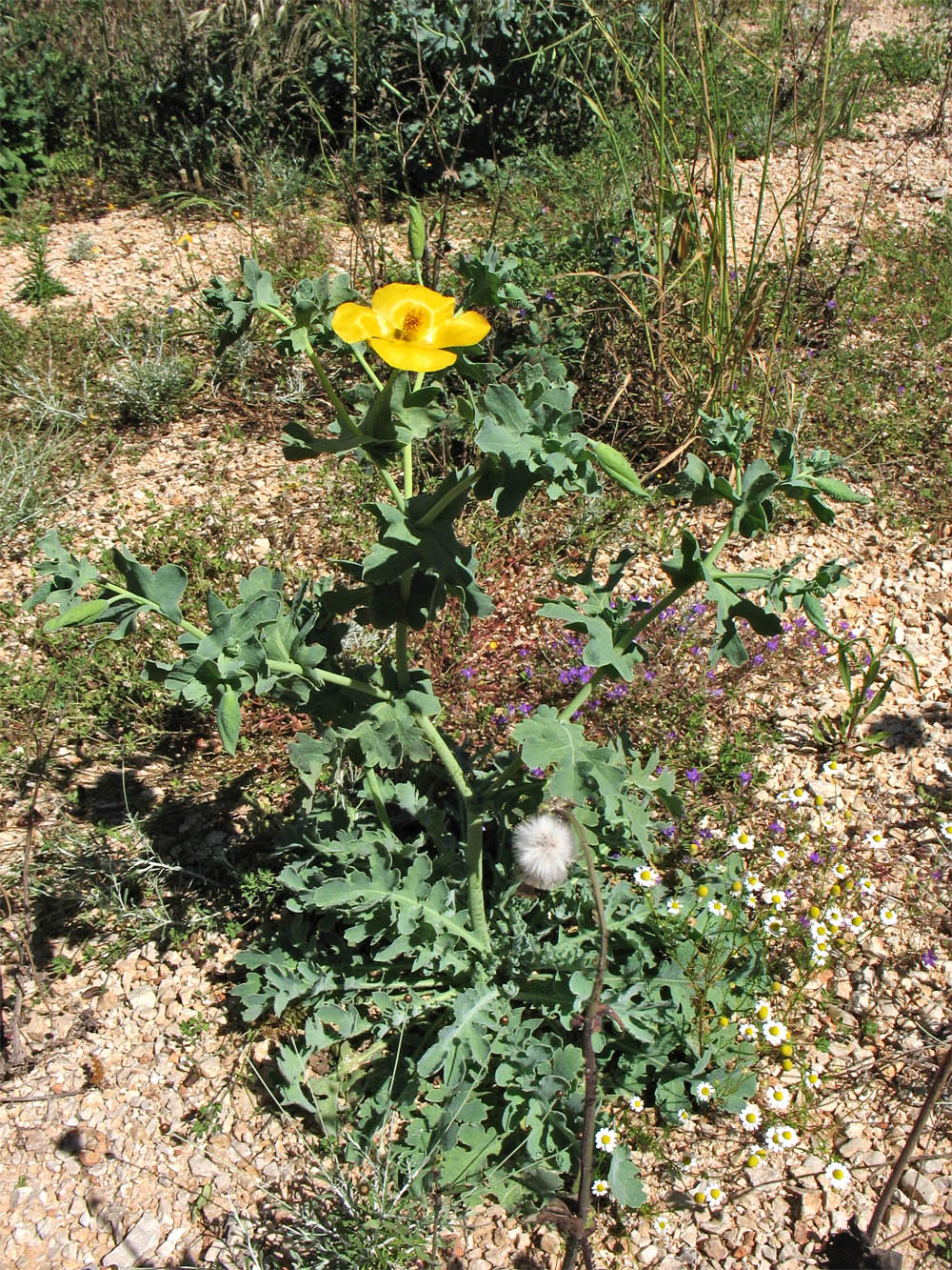 Изображение особи Glaucium flavum.