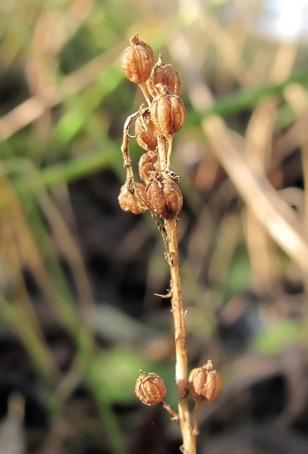 Image of Malaxis monophyllos specimen.