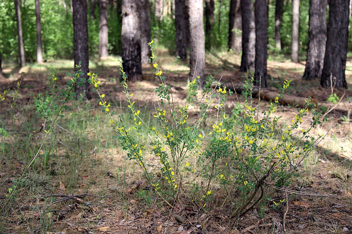 Image of Chamaecytisus ruthenicus specimen.