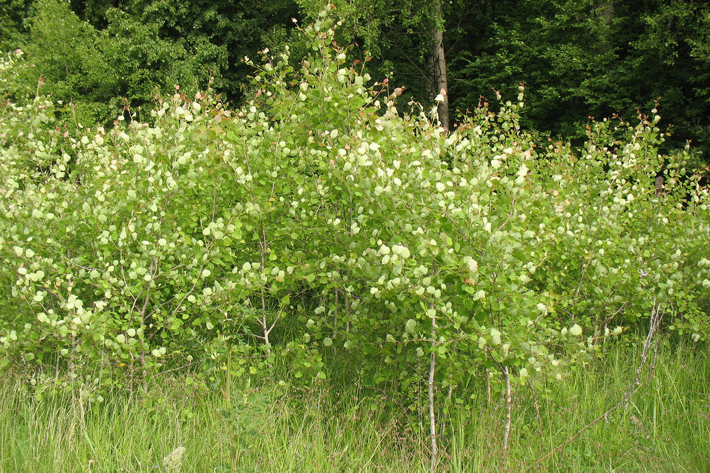 Image of Populus tremula specimen.