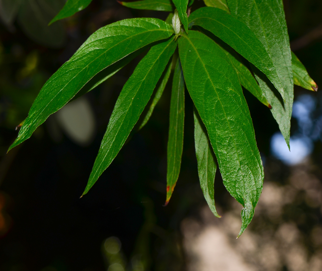 Изображение особи Arachnothryx leucophylla.